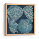 Conchas Marinas Iv - Chariklia Zarris | Cuadro decorativo de Canvas Lab