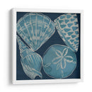 Conchas Marinas Iv - Chariklia Zarris | Cuadro decorativo de Canvas Lab
