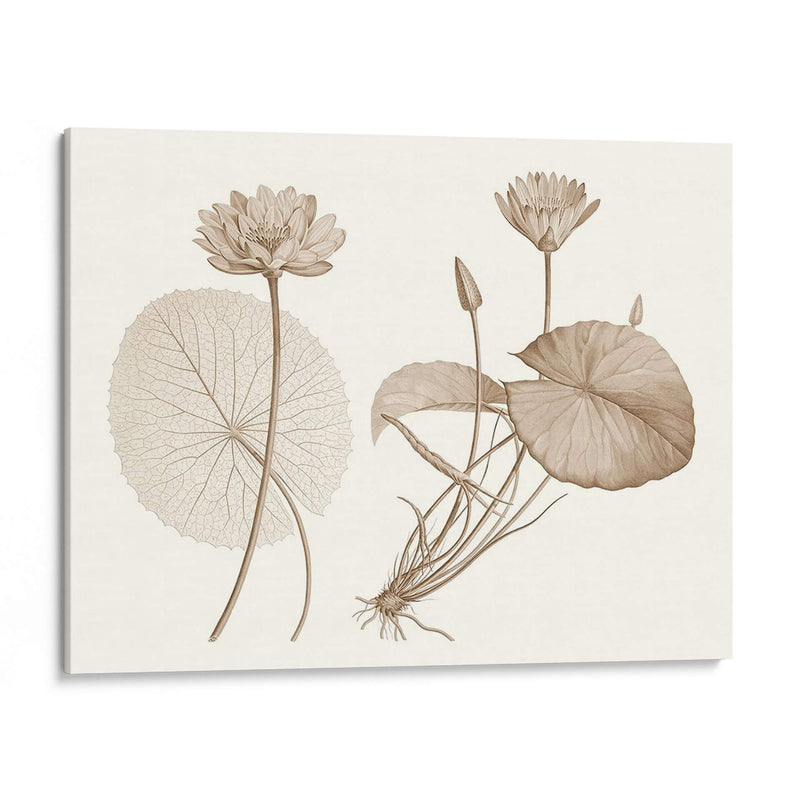 Sepia Agua Lily Ii - Vision Studio | Cuadro decorativo de Canvas Lab