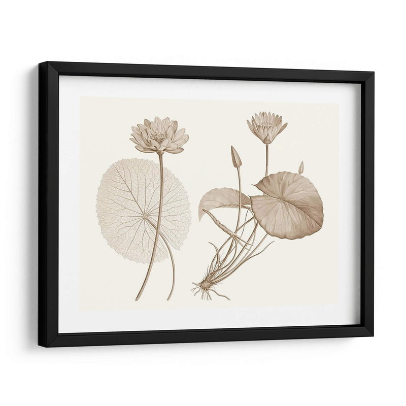 Sepia Agua Lily Ii - Vision Studio | Cuadro decorativo de Canvas Lab