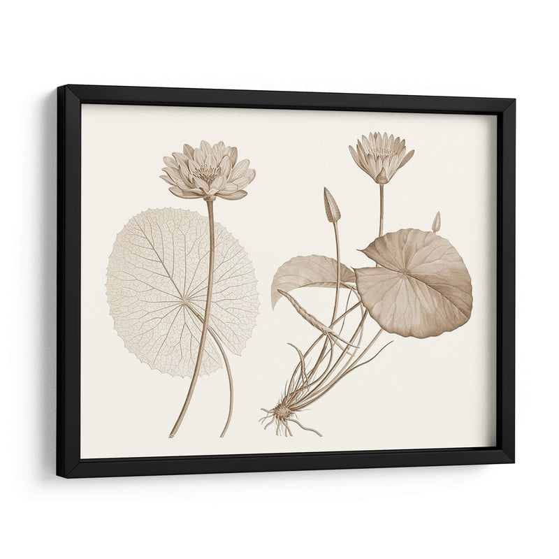 Sepia Agua Lily Ii - Vision Studio | Cuadro decorativo de Canvas Lab