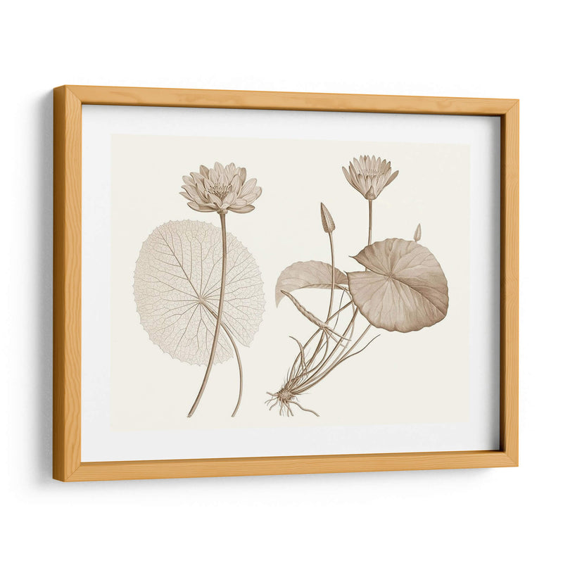 Sepia Agua Lily Ii - Vision Studio | Cuadro decorativo de Canvas Lab