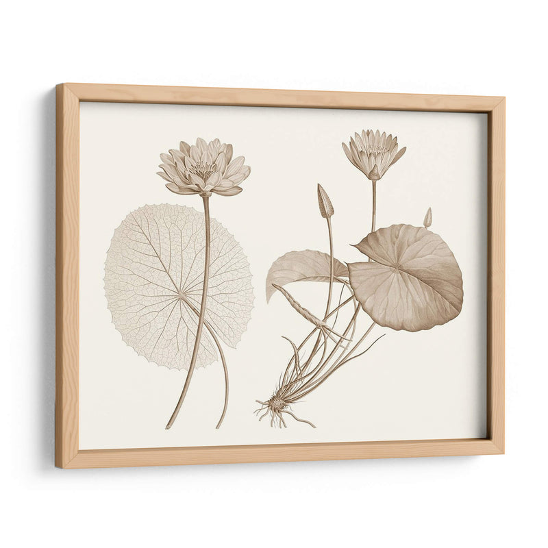 Sepia Agua Lily Ii - Vision Studio | Cuadro decorativo de Canvas Lab