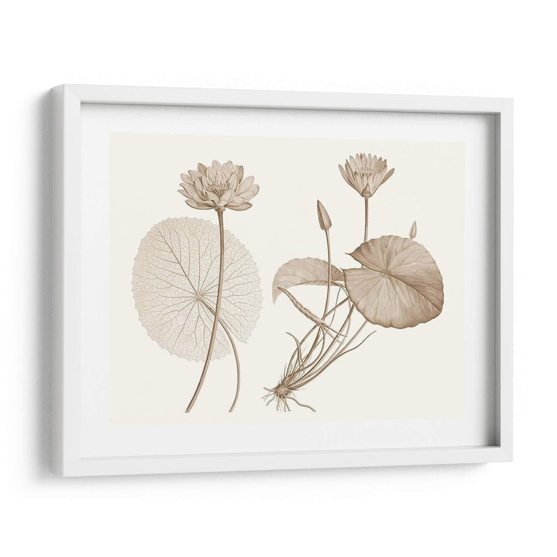 Sepia Agua Lily Ii - Vision Studio | Cuadro decorativo de Canvas Lab