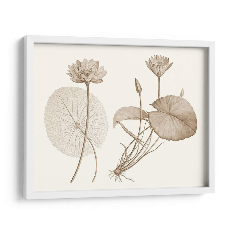 Sepia Agua Lily Ii - Vision Studio | Cuadro decorativo de Canvas Lab