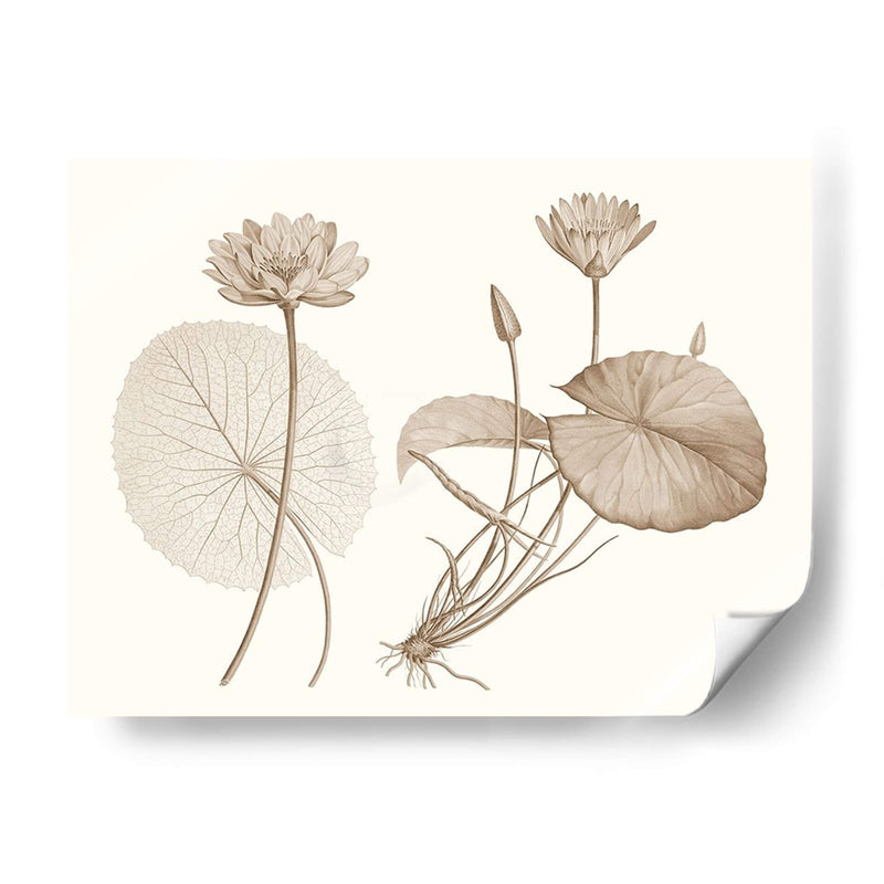 Sepia Agua Lily Ii - Vision Studio | Cuadro decorativo de Canvas Lab