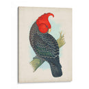 Cockatoo Antiguo I | Cuadro decorativo de Canvas Lab