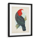 Cockatoo Antiguo I | Cuadro decorativo de Canvas Lab