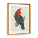 Cockatoo Antiguo I | Cuadro decorativo de Canvas Lab