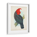 Cockatoo Antiguo I | Cuadro decorativo de Canvas Lab