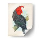 Cockatoo Antiguo I | Cuadro decorativo de Canvas Lab