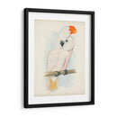 Cockatoo Ii Antiguo | Cuadro decorativo de Canvas Lab