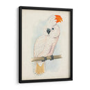 Cockatoo Ii Antiguo | Cuadro decorativo de Canvas Lab