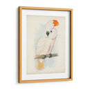 Cockatoo Ii Antiguo | Cuadro decorativo de Canvas Lab