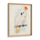 Cockatoo Ii Antiguo | Cuadro decorativo de Canvas Lab