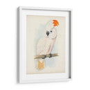 Cockatoo Ii Antiguo | Cuadro decorativo de Canvas Lab