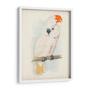 Cockatoo Ii Antiguo | Cuadro decorativo de Canvas Lab