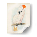 Cockatoo Ii Antiguo | Cuadro decorativo de Canvas Lab
