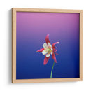 La flor estrella | Cuadro decorativo de Canvas Lab