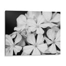 Botánico Bajo Luz De Luna Fría I - Paul McCreery | Cuadro decorativo de Canvas Lab