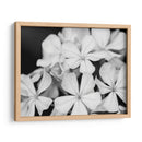 Botánico Bajo Luz De Luna Fría I - Paul McCreery | Cuadro decorativo de Canvas Lab