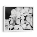 Botánico Bajo Luz De Luna Fría I - Paul McCreery | Cuadro decorativo de Canvas Lab