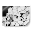 Botánico Bajo Luz De Luna Fría I - Paul McCreery | Cuadro decorativo de Canvas Lab