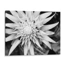 Botánico Bajo Luz Fría Luz Ii - Paul McCreery | Cuadro decorativo de Canvas Lab