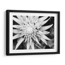 Botánico Bajo Luz Fría Luz Ii - Paul McCreery | Cuadro decorativo de Canvas Lab