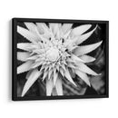 Botánico Bajo Luz Fría Luz Ii - Paul McCreery | Cuadro decorativo de Canvas Lab