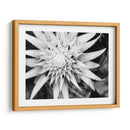 Botánico Bajo Luz Fría Luz Ii - Paul McCreery | Cuadro decorativo de Canvas Lab