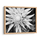 Botánico Bajo Luz Fría Luz Ii - Paul McCreery | Cuadro decorativo de Canvas Lab