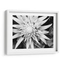 Botánico Bajo Luz Fría Luz Ii - Paul McCreery | Cuadro decorativo de Canvas Lab