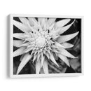 Botánico Bajo Luz Fría Luz Ii - Paul McCreery | Cuadro decorativo de Canvas Lab