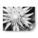 Botánico Bajo Luz Fría Luz Ii - Paul McCreery | Cuadro decorativo de Canvas Lab