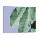 Hojas Claras En Azul Ii - Paul McCreery | Cuadro decorativo de Canvas Lab