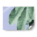 Hojas Claras En Azul Ii - Paul McCreery | Cuadro decorativo de Canvas Lab