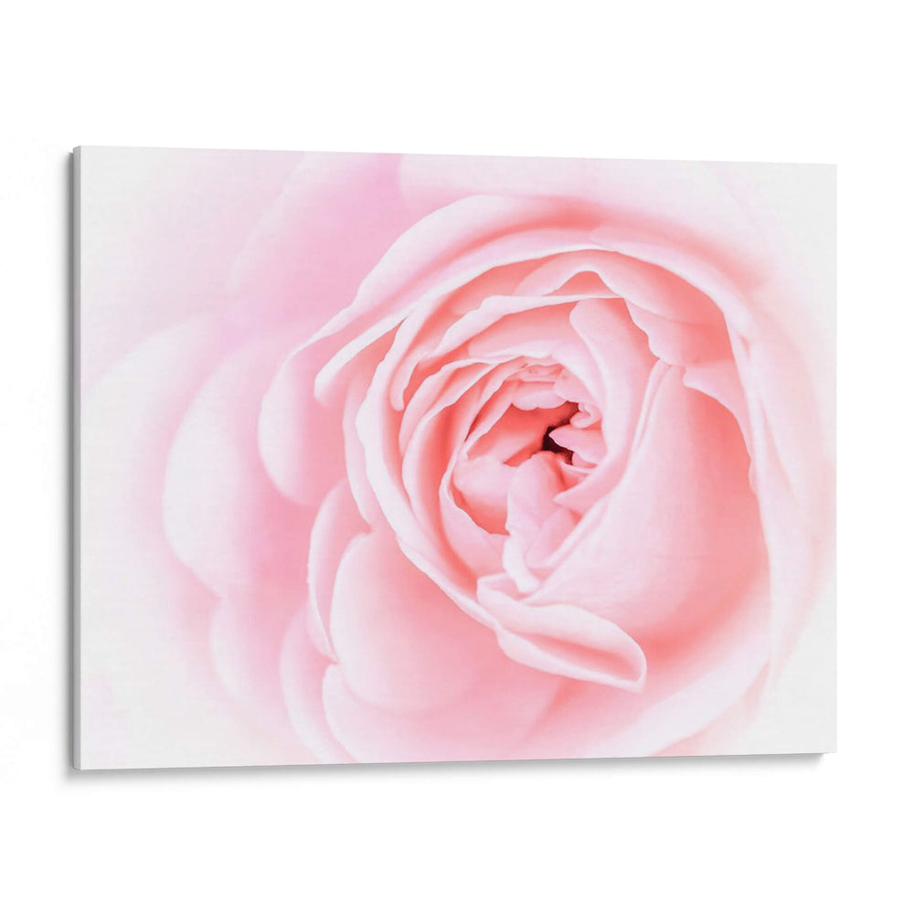 Bonitas Flores Rosas I - Paul McCreery | Cuadro decorativo de Canvas Lab