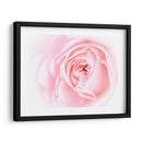 Bonitas Flores Rosas I - Paul McCreery | Cuadro decorativo de Canvas Lab