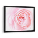 Bonitas Flores Rosas I - Paul McCreery | Cuadro decorativo de Canvas Lab