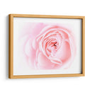 Bonitas Flores Rosas I - Paul McCreery | Cuadro decorativo de Canvas Lab