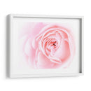 Bonitas Flores Rosas I - Paul McCreery | Cuadro decorativo de Canvas Lab