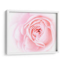 Bonitas Flores Rosas I - Paul McCreery | Cuadro decorativo de Canvas Lab