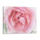 Bonitas Flores Rosas Ii - Paul McCreery | Cuadro decorativo de Canvas Lab