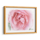 Bonitas Flores Rosas Ii - Paul McCreery | Cuadro decorativo de Canvas Lab