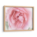 Bonitas Flores Rosas Ii - Paul McCreery | Cuadro decorativo de Canvas Lab