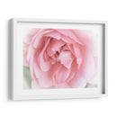 Bonitas Flores Rosas Ii - Paul McCreery | Cuadro decorativo de Canvas Lab