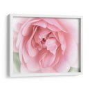 Bonitas Flores Rosas Ii - Paul McCreery | Cuadro decorativo de Canvas Lab