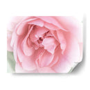 Bonitas Flores Rosas Ii - Paul McCreery | Cuadro decorativo de Canvas Lab