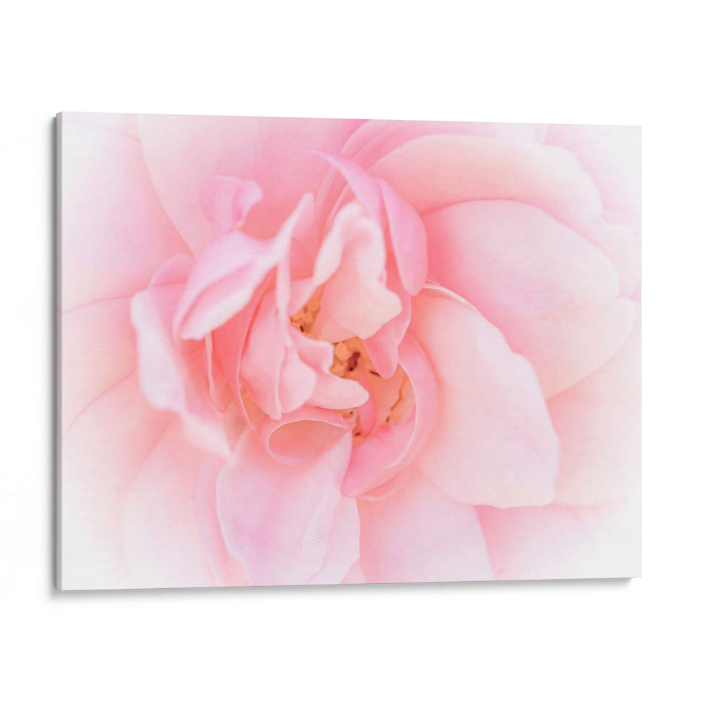 Bonitas Flores Rosas Iii - Paul McCreery | Cuadro decorativo de Canvas Lab